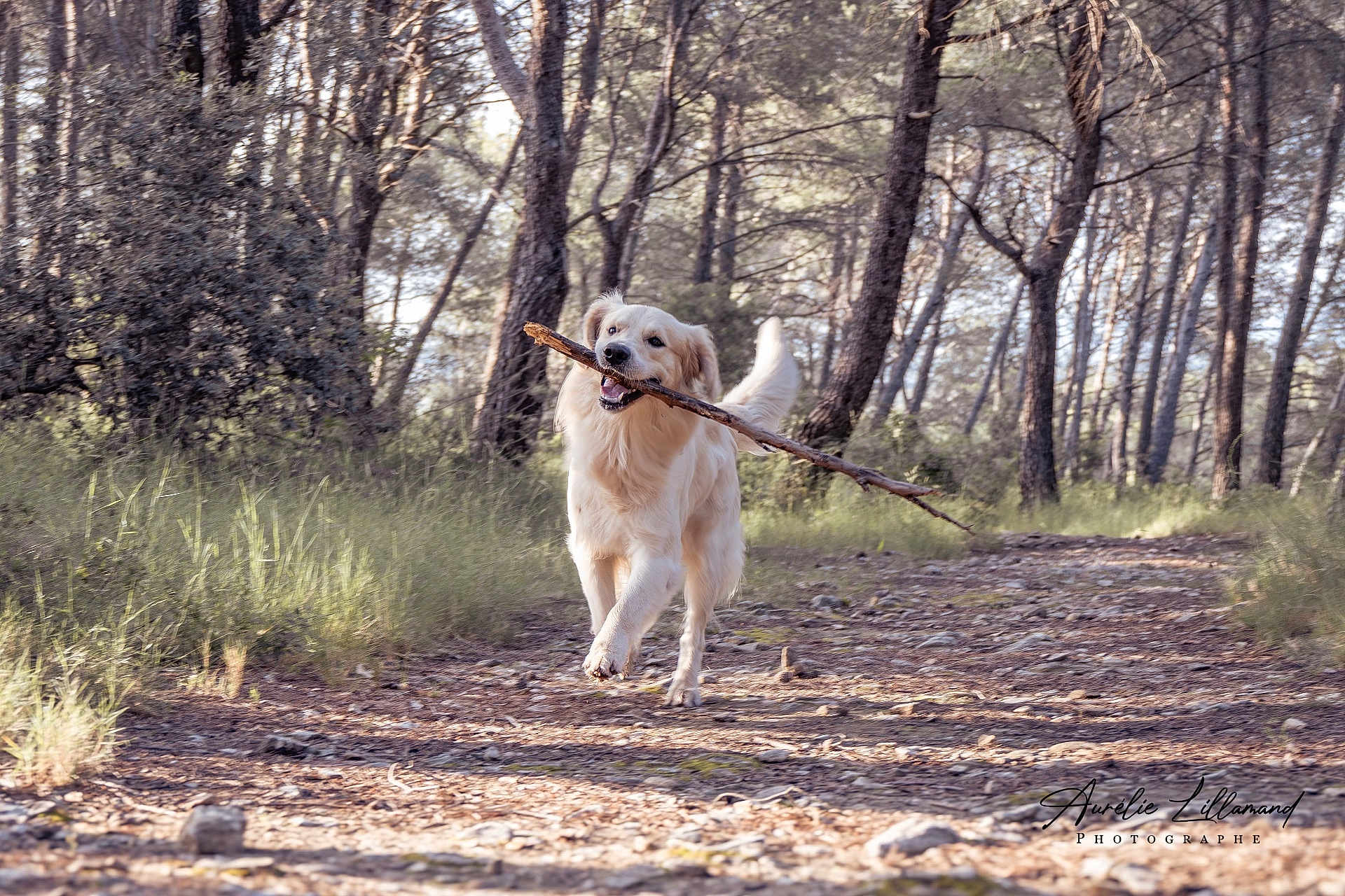 Taïgo participe au concours pour gagner de l'argent avec cette photo : dog, golden_retriever, forest, stick, path, trees, outdoor, nature, sunlight, happy, animal, pet, canine, daylight, grass, walking, playful, woods, trail, mammal