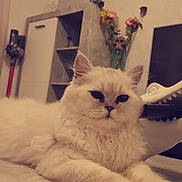 Oslo participe au concours pour gagner de l'argent avec cette photo : asian, british_longhair, british_semi_longhair, burmilla, carnivore, cat, domestic_long_haired_cat, eye, felidae, fur, kitten, mammal, organ, persian, ragamuffin, ragdoll, small_to_medium_sized_cats, turkish_angora, vertebrate, whiskers