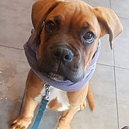 Osko participe au concours pour gagner de l'argent avec cette photo : american_pit_bull_terrier, boerboel, boxer, bulldog, bullmastiff, canidae, carnivore, companion_dog, dog, dog_breed, fawn, mammal, molosser, perro_de_presa_mallorquin, puppy, rare_breed_dog, snout, sporting_group, staffordshire_bull_terrier, vertebrate