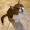 Jasper is registered to the contest to win money with this photo: animal, cat, curious, cute, domestic, ears, expression, floor, fur, indoor, looking_up, mammal, mouth_open, pet, sitting, small_animal, tabby, tail, tile, whiskers