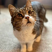 Jasper joined the competition — help win amazing prizes! animal, carpet, cat, closeup, curious, cute, domestic, ears, eyes, feline, fur, indoor, looking_up, mammal, pet, portrait, soft_focus, standing, tabby, whiskers