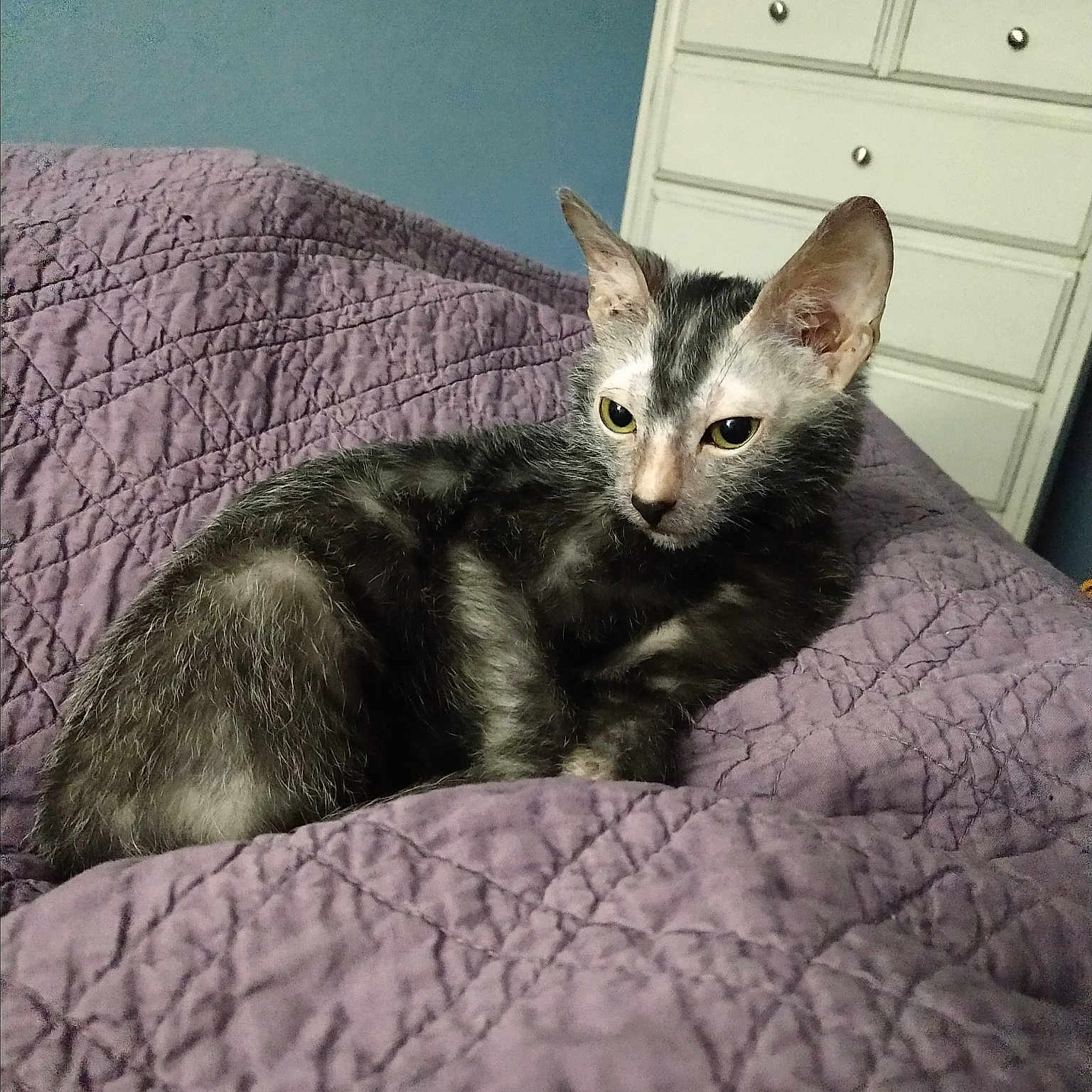 Licorice