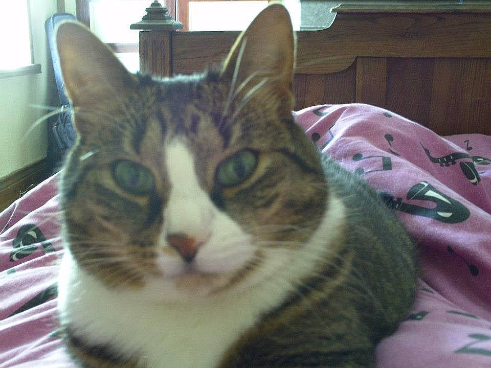 Isis a rejoint le concours — aidez-le/la à gagner de superbes lots ! carnivore, cat, cat_supply, comfort, domestic_short_haired_cat, eye, felidae, fur, head, mammal, small_to_medium_sized_cats, snout, vertebrate, whiskers, window, window_blind