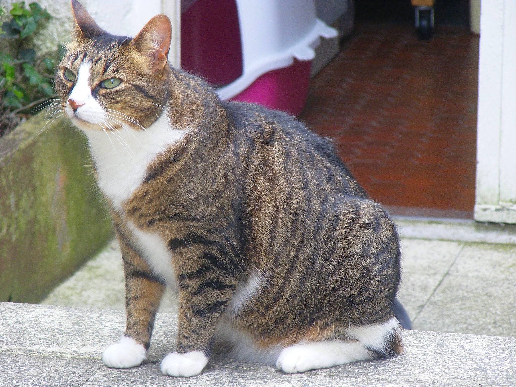 Isis participe au concours pour gagner de l'argent avec cette photo : asphalt, carnivore, cat, chair, domestic_short_haired_cat, felidae, flooring, fur, grass, houseplant, paw, road_surface, sitting, small_to_medium_sized_cats, snout, tail, terrestrial_animal, tree, whiskers