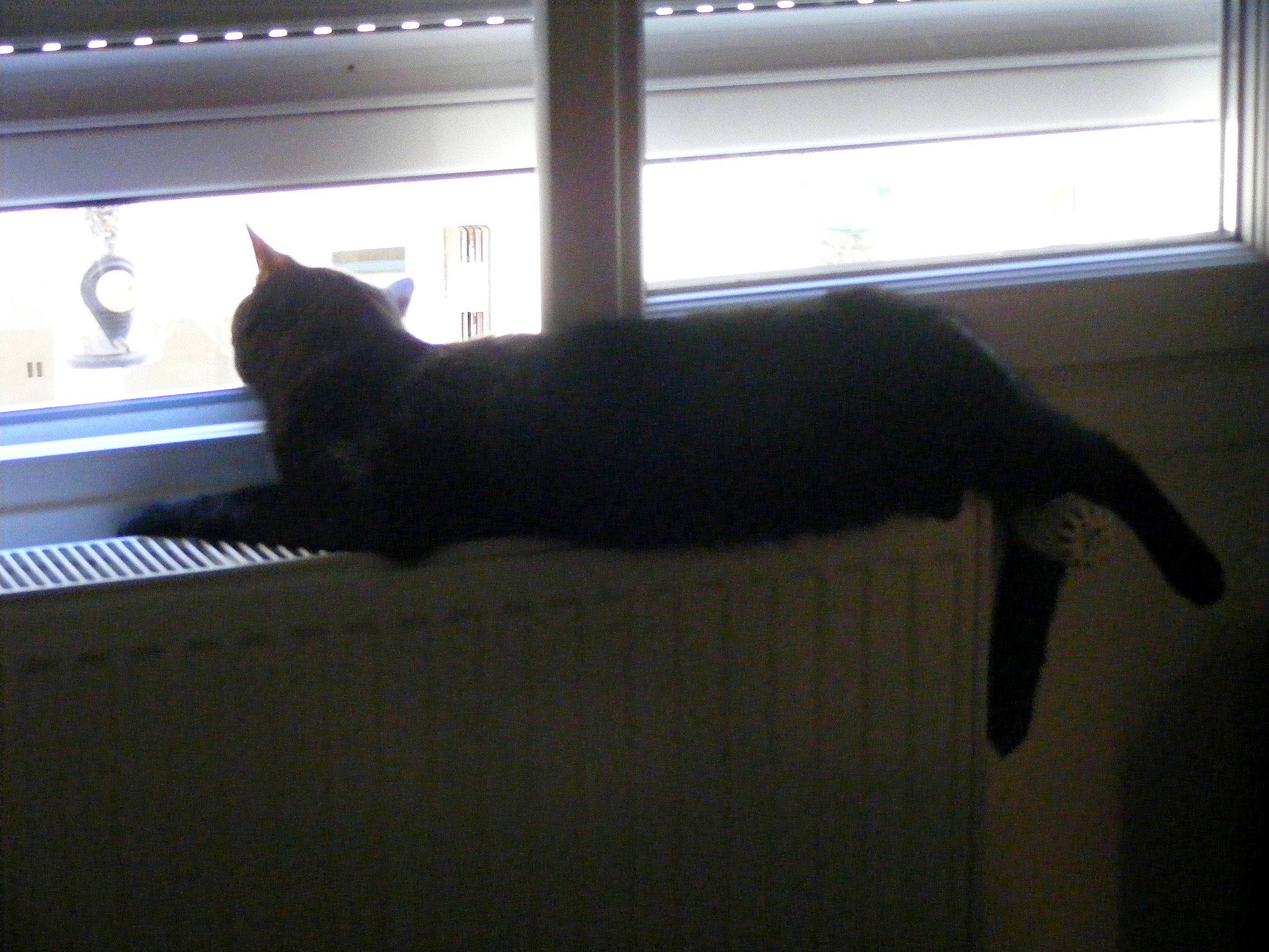 Noireau participe au concours pour gagner de l'argent avec cette photo : black_cat, carnivore, cat, comfort, domestic_short_haired_cat, felidae, fixture, flooring, fur, room, shadow, small_to_medium_sized_cats, tail, tints_and_shades, whiskers, window, wood