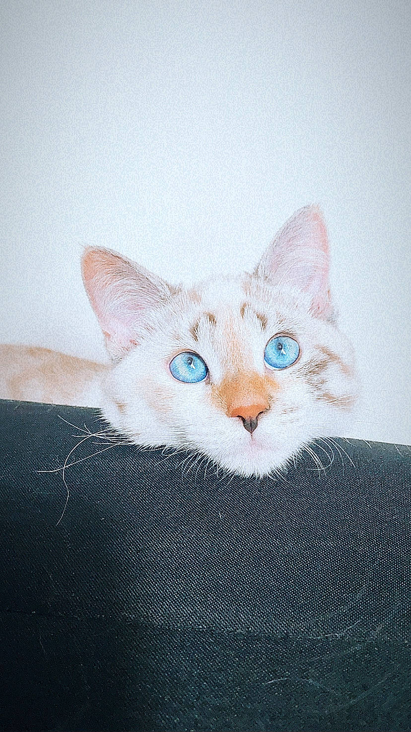 Bailey a rejoint le concours — aidez-le/la à gagner de superbes lots ! aegean_cat, asian, burmilla, carnivore, cat, domestic_short_haired_cat, ear, european_shorthair, eye, felidae, fur, kitten, ojos_azules, small_to_medium_sized_cats, tabby_cat, tail, turkish_angora, whiskers, white