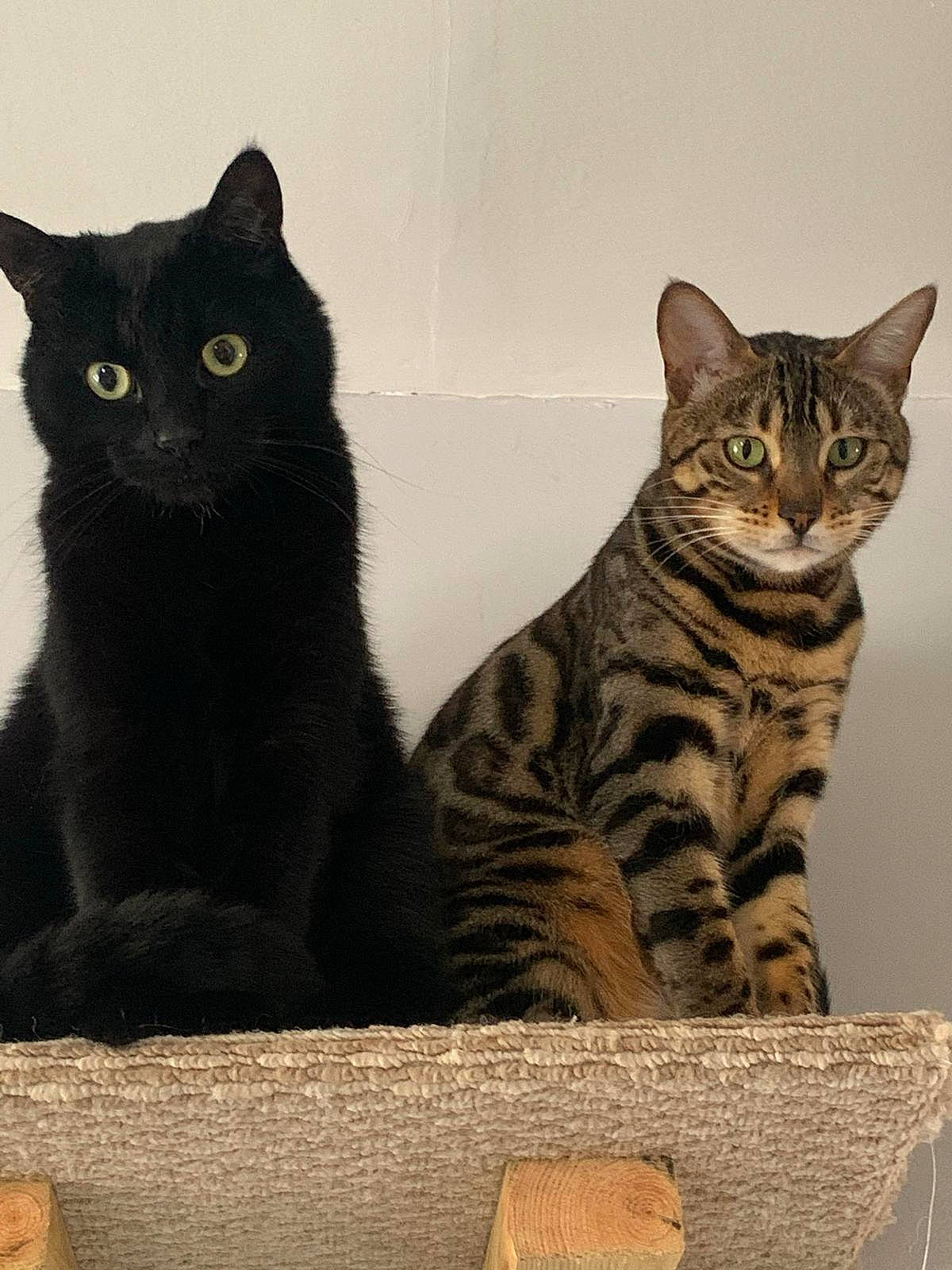 Nalah is registered to the contest to win money with this photo: black_cat, bombay, carnivore, cat, domestic_short_haired_cat, felidae, fur, grey, paw, rectangle, serveware, sitting, small_to_medium_sized_cats, snout, tail, terrestrial_animal, whiskers, window