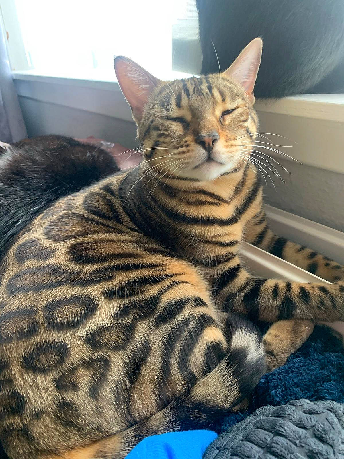 Nalah is registered to the contest to win money with this photo: carnivore, cat, comfort, domestic_short_haired_cat, felidae, fur, paw, sitting, small_to_medium_sized_cats, snout, terrestrial_animal, whiskers