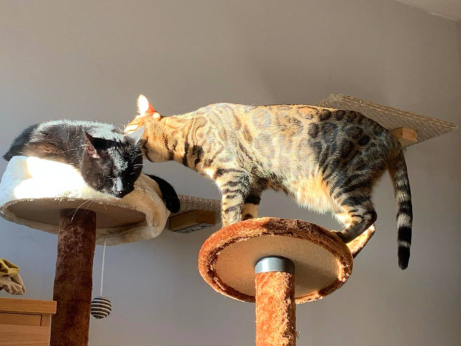 Nalah joined the competition — help win amazing prizes! carnivore, cat, cat_bed, cat_furniture, cat_supply, comfort, domestic_short_haired_cat, felidae, fur, hat, leopard, paw, room, small_to_medium_sized_cats, table, tail, terrestrial_animal, whiskers, wildlife, wood