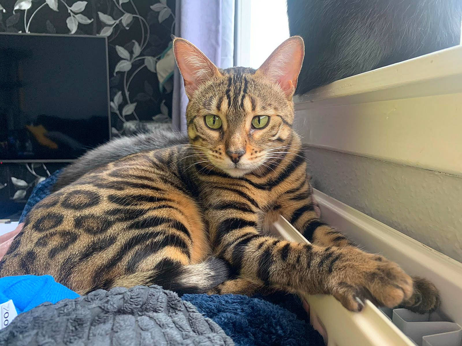 Nalah joined the competition — help win amazing prizes! carnivore, cat, claw, comfort, domestic_short_haired_cat, felidae, fur, paw, picture_frame, sitting, small_to_medium_sized_cats, snout, tail, terrestrial_animal, whiskers, wildlife