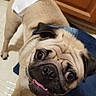 Harley is registered to the contest to win money with this photo: dog, pug, pet, animal, indoor, floor, tile_floor, blue_mat, wooden_cabinet, paper, tissue, looking_up, cute, small_dog, fur, tongue, ears, tail, companion, domestic