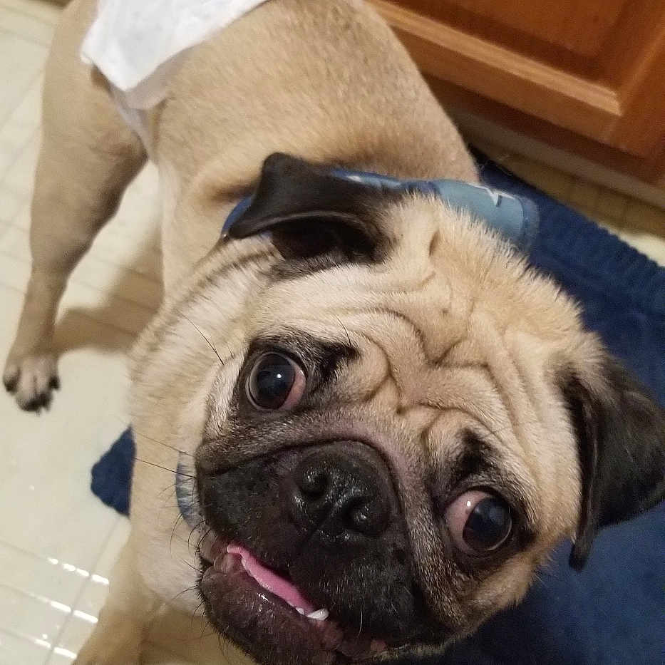Harley