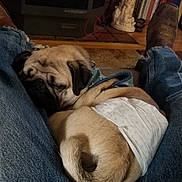 Harley joined the competition — help win amazing prizes! dog, pug, diaper, jeans, boots, person, legs, indoor, carpet, rug, living_room, furniture, sitting, resting, sleeping_dog, pet, cozy, home, relaxation, casual