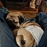 dog, pug, diaper, jeans, boots, person, legs, indoor, carpet, rug, living_room, furniture, sitting, resting, sleeping_dog, pet, cozy, home, relaxation, casual