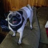 Harley joined the competition — help win amazing prizes! dog, pug, couch, indoor, pet, wood_paneling, furniture, happy, tongue_out, canine, small_dog, standing, harness, cozy, home, living_room, smiling, animal, cute, domestic