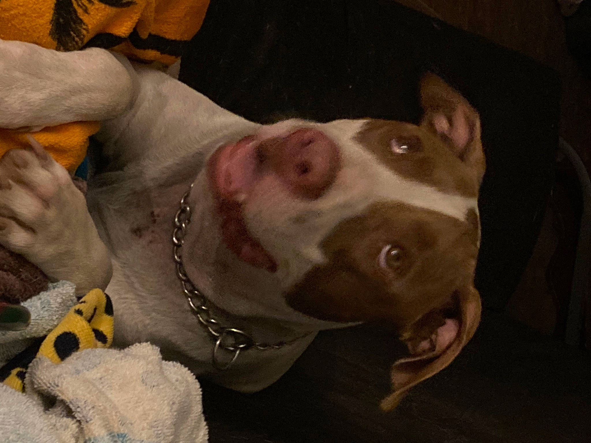 Iva The Boneless is registered to the contest to win money with this photo: canidae, carnivore, collar, companion_dog, dog, dog_breed, dog_collar, ear, fawn, liver, metal, non_sporting_group, pointer, snout, sporting_group, whiskers, working_animal, working_dog