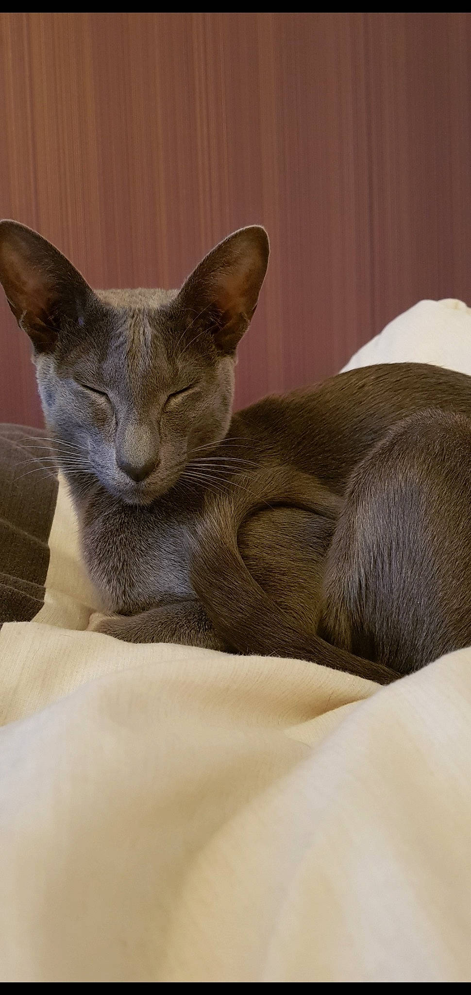 Kit joined the competition — help win amazing prizes! carnivore, cat, cat_bed, cat_supply, claw, comfort, domestic_short_haired_cat, ear, fawn, felidae, fur, grey, paw, russian_blue, sculpture, small_to_medium_sized_cats, snout, tail, terrestrial_animal, whiskers