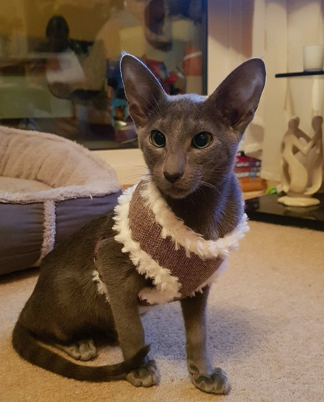 Kit joined the competition — help win amazing prizes! art, carnivore, cat, cat_supply, creative_arts, domestic_short_haired_cat, donskoy, fawn, felidae, fur, grey, russian_blue, sculpture, small_to_medium_sized_cats, snout, tail, terrestrial_animal, toy, whiskers, window