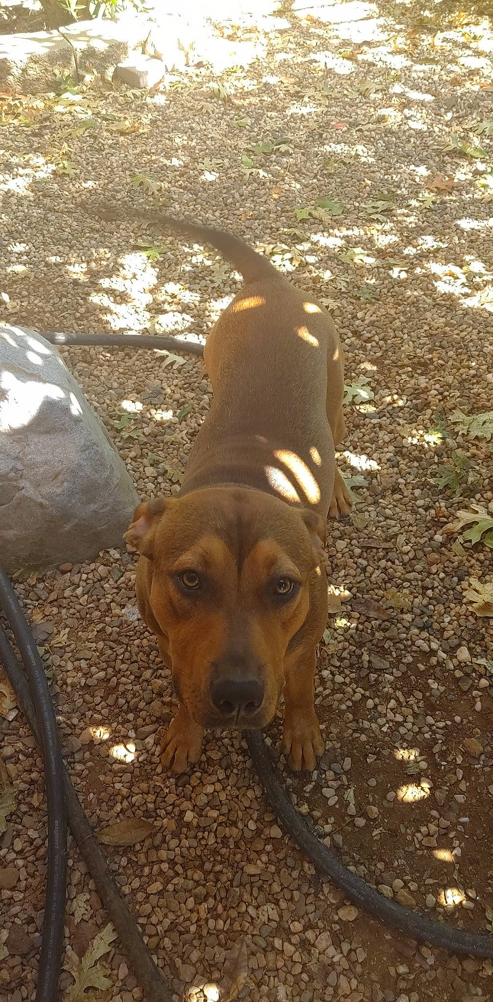 Hunter is registered to the contest to win money with this photo: canidae, carnivore, dog, dog_breed, fawn, hound, hunting_dog, mammal, mountain_cur, rare_breed_dog, redbone_coonhound, rhodesian_ridgeback, sporting_group, vertebrate