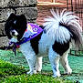 bandana, black_and_white, brick_wall, crate, cute, dog, fluffy, fur, grass, groomed, looking_back, outdoor, pavement, pet, playful, pomeranian, portrait, purple, small_dog, tail