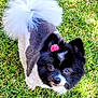 Kaylee joined the competition — help win amazing prizes! adorable, black_and_white, close_up, dog, ears, eyes, fluffy_tail, fur, grass, groomed, hair_tie, lawn, looking_up, nose, outdoor, pet, pink_bow, pomeranian, portrait, small_dog