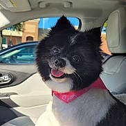 Kaylee joined the competition — help win amazing prizes! bandana, black_fur, car_interior, companion, cute, dog, eyes, fur, happy, nose, pet, pomeranian, portrait, seat, seat_cover, smiling, sunlight, tongue_out, white_fur, window