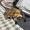 cat, tabby, bed, pillow, blanket, stretching, upside_down, fur, indoor, cute, pet, animal, relaxing, cozy, resting, feline, home, sleepy, tabby_cat, domestic_cat