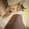 cat, tabby, indoor, pet, feline, relaxed, lounging, carpet, cat_tree, fur, whiskers, ears, paws, closeup, animal, domestic, resting, cute, mammal, home