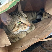 Chase is registered to the contest to win money with this photo: cat, tabby_cat, paper_bag, green_eyes, wooden_table, indoor, pet, curious, cozy, feline, whiskers, ears, tail, domestic_cat, animal, household, relaxed, cute, playful, snapshot