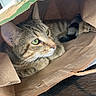 cat, tabby_cat, paper_bag, green_eyes, wooden_table, indoor, pet, curious, cozy, feline, whiskers, ears, tail, domestic_cat, animal, household, relaxed, cute, playful, snapshot