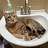 cat, tabby_cat, sink, bathroom, faucet, soap_dispenser, wood_floor, curious, pet, animal, indoor, resting, green_eyes, whiskers, fur, cute, domestic_cat, relaxed, household, mammal