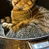 cat, tabby_cat, pot, kitchen, animal, pet, curious, relaxed, indoor, feline, metal, container, closeup, domestic, cute, fur, whiskers, ears, sitting, cozy