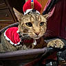 cat, tabby, costume, crown, cape, stroller, indoor, furniture, wooden_floor, pet, animal, cute, portrait, feline, domestic_cat, relaxed, whiskers, ears, face, paw