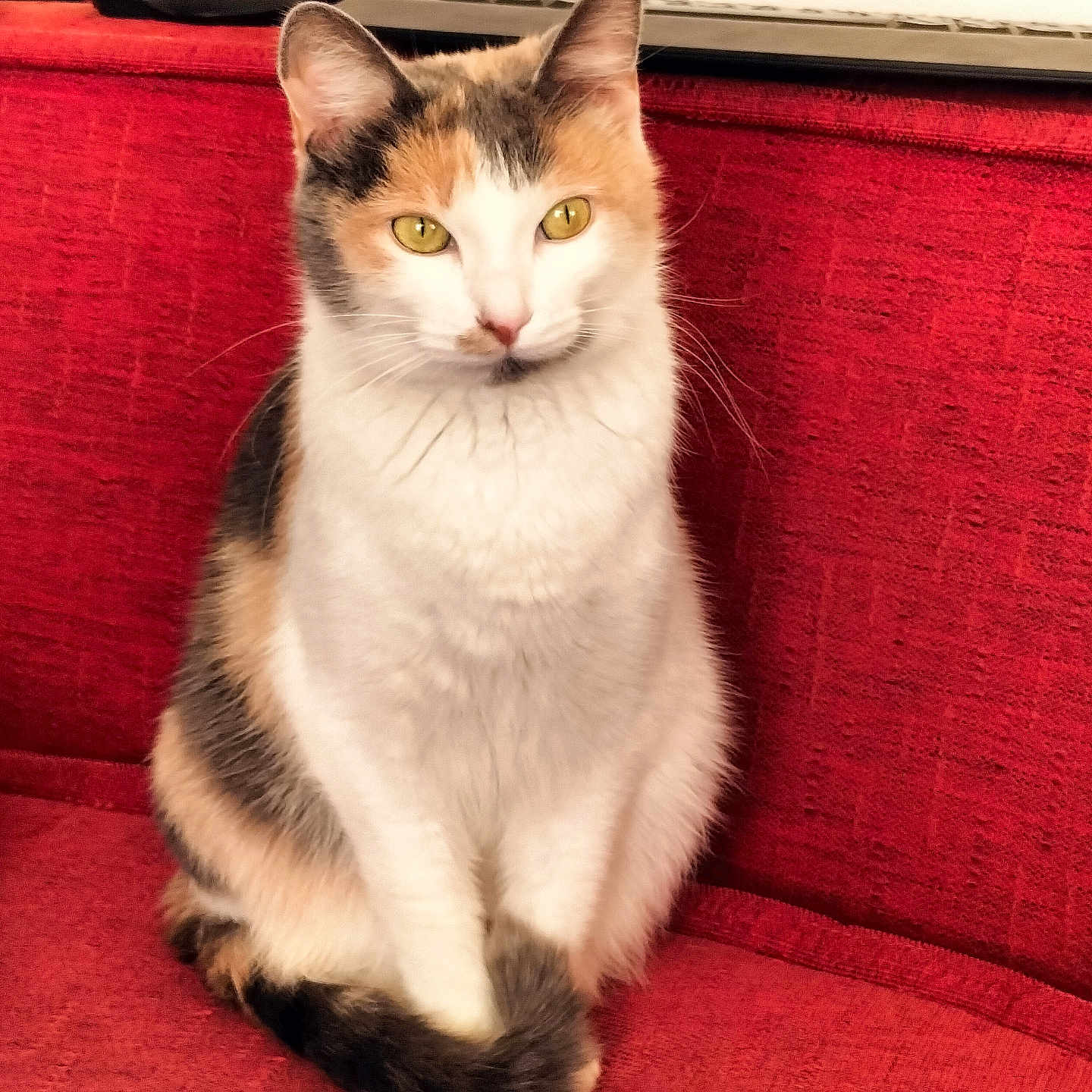 Kat