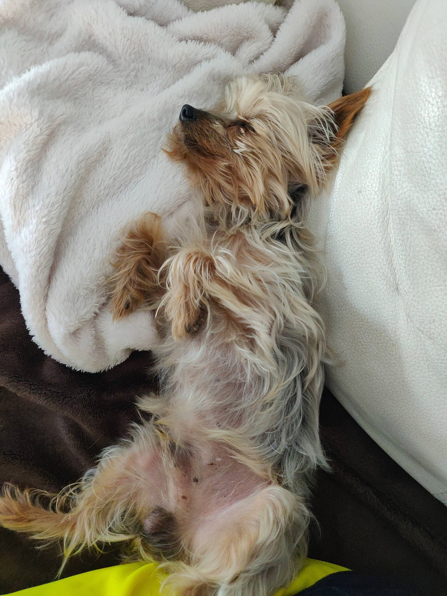 Gourmand a rejoint le concours — aidez-le/la à gagner de superbes lots ! australian_silky_terrier, biewer_terrier, canidae, carnivore, companion_dog, dog, dog_breed, grand_basset_griffon_vendeen, miniature_schnauzer, nap, petit_basset_griffon_vendeen, puppy, schnoodle, sporting_group, terrier, toy_dog, yorkshire_terrier