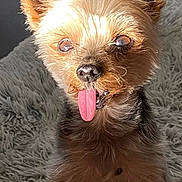 Gourmand participe au concours pour gagner de l'argent avec cette photo : adorable, animal, carpet, closeup, cute, dog, ears, expression, face, fluffy, fur, indoor, pet, playful, portrait, shadow, sitting, small_dog, sunlight, tongue_out