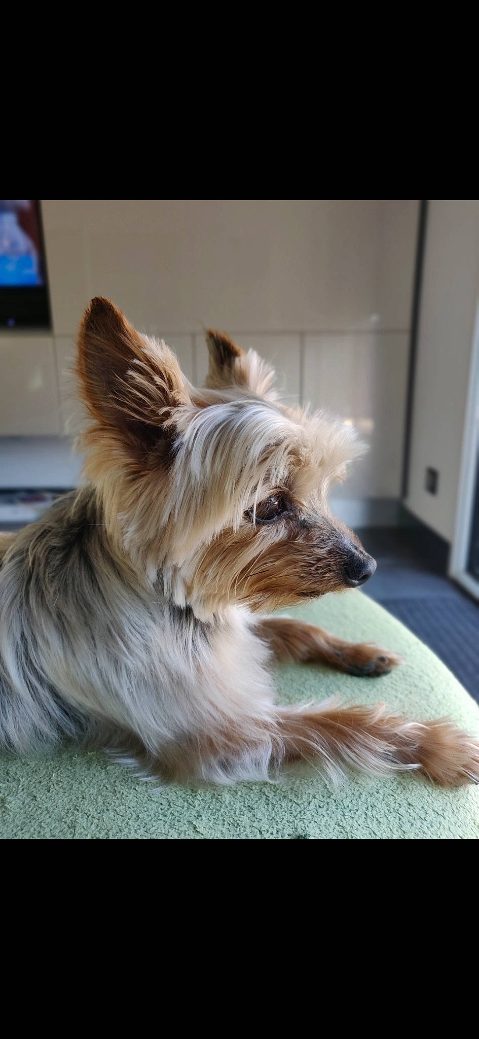 Gourmand participe au concours pour gagner de l'argent avec cette photo : australian_silky_terrier, australian_terrier, berger_picard, biewer_terrier, cairn_terrier, canidae, carnivore, companion_dog, dog, dog_breed, mammal, norwich_terrier, puppy, rare_breed_dog, small_terrier, snout, terrier, toy_dog, vertebrate, yorkshire_terrier