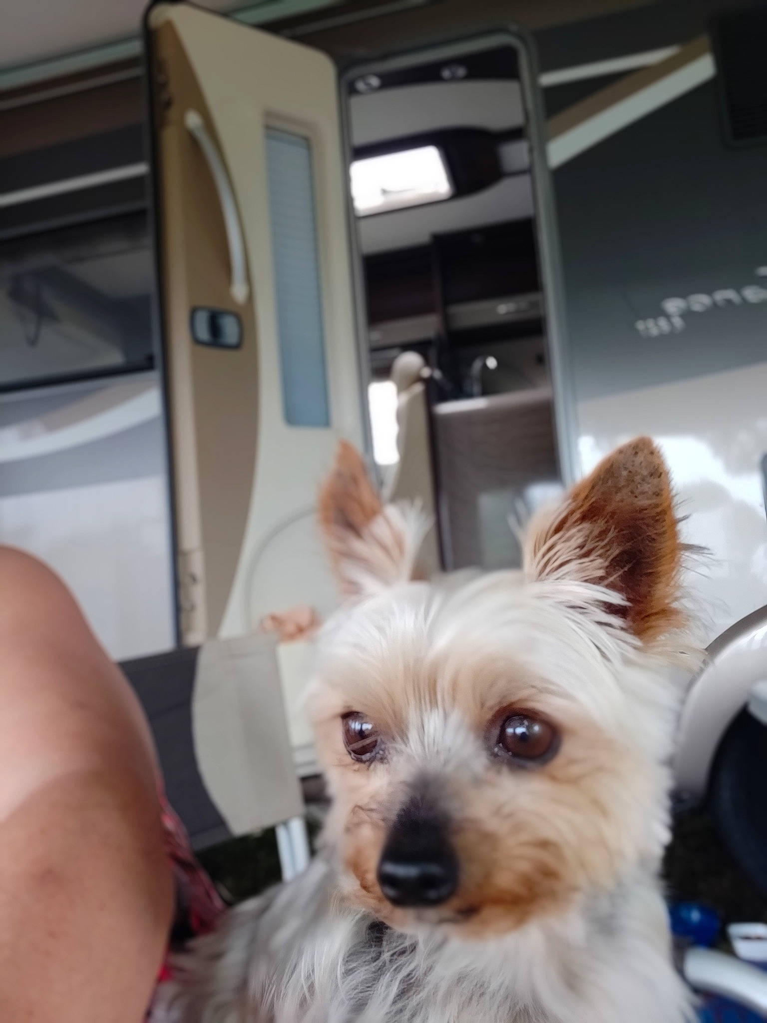 Gourmand participe au concours pour gagner de l'argent avec cette photo : australian_terrier, cairn_terrier, canidae, carnivore, chinese_crested_dog, companion_dog, dog, dog_breed, ear, mammal, morkie, norwich_terrier, portuguese_podengo, puppy, rare_breed_dog, skin, terrier, toy_dog, west_highland_white_terrier, yorkshire_terrier