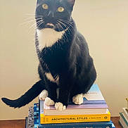 Boé is registered to the contest to win money with this photo: animal, architecture_books, black_and_white, books, calm, cat, curious, domestic_cat, feline, home, indoor, paws, pet, sitting, stack_of_books, tail, tuxedo_cat, whiskers, wooden_table, yellow_eyes