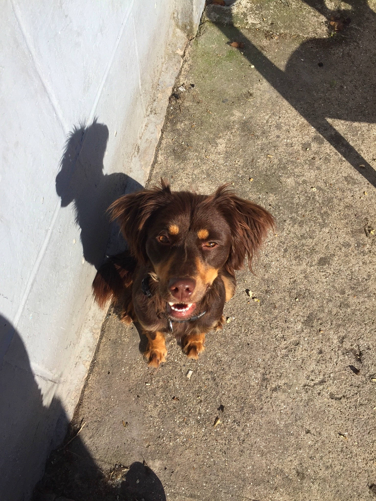 Roxy a rejoint le concours — aidez-le/la à gagner de superbes lots ! boykin_spaniel, canidae, carnivore, companion_dog, dog, dog_breed, small_greek_domestic_dog, sporting_group, street_dog, working_dog