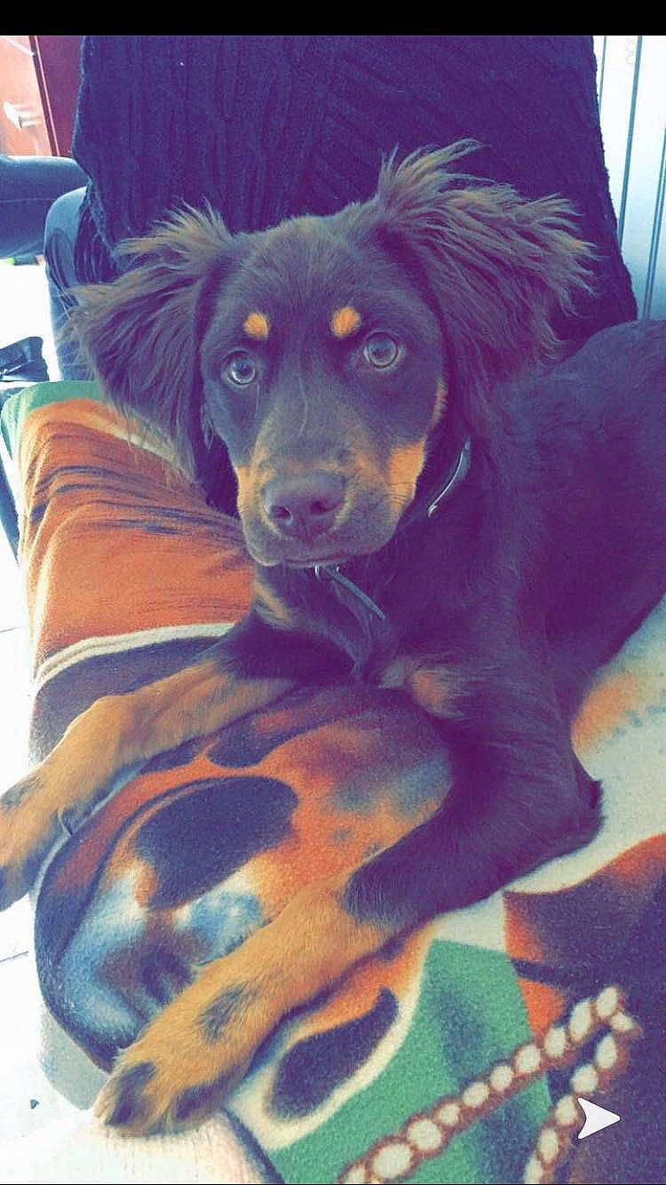 Roxy a rejoint le concours — aidez-le/la à gagner de superbes lots ! canidae, carnivore, companion_dog, dog, dog_breed, gordon_setter, guard_dog, hovawart, mammal, puppy, retriever, rottweiler, small_greek_domestic_dog, sporting_group, vertebrate, working_dog