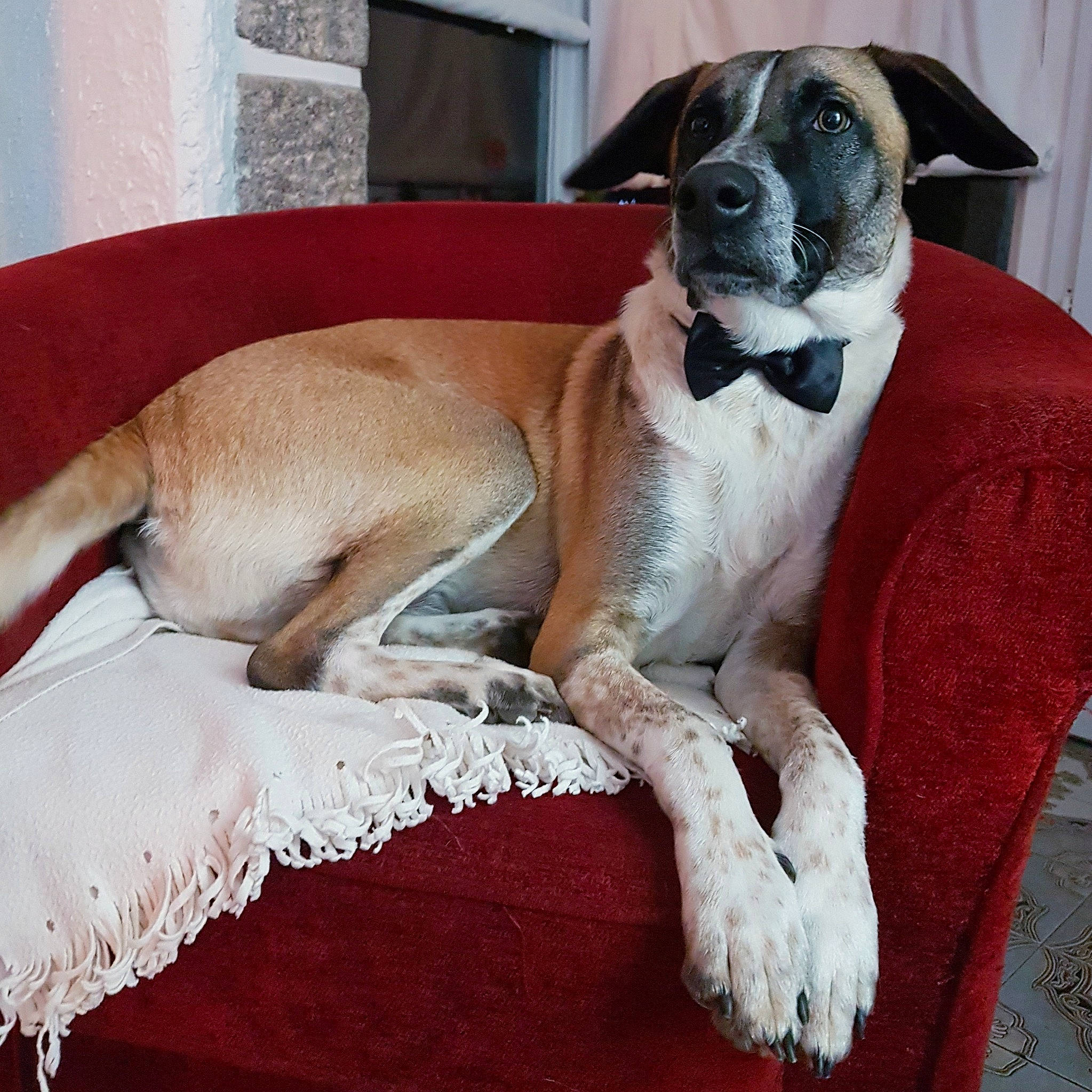 Nacho participe au concours pour gagner de l'argent avec cette photo : ancient_dog_breeds, bored, canidae, carnivore, collar, comfort, companion_dog, dog, dog_breed, dog_supply, fawn, fur, non_sporting_group, paw, sporting_group, tail, terrestrial_animal, toy_dog, whiskers, working_animal