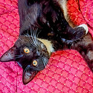 Taz Tao joined the competition — help win amazing prizes! cat, tuxedo_cat, black_cat, white_whiskers, amber_eyes, pet, feline, animal, cute, playful, lying_down, blanket, red_blanket, patterned_blanket, indoor, close_up, whiskers, fur, relaxed, looking_up