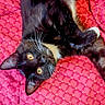 cat, tuxedo_cat, black_cat, white_whiskers, amber_eyes, pet, feline, animal, cute, playful, lying_down, blanket, red_blanket, patterned_blanket, indoor, close_up, whiskers, fur, relaxed, looking_up
