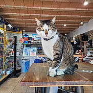 Ruby a rejoint le concours — aidez-le/la à gagner de superbes lots ! cat, tabby_cat, table, wood, indoor, shop, child, sitting, collar, floor_tiles, shelf, magazines, light, ceiling, person, retail, product_display, curious, store_interior, animal