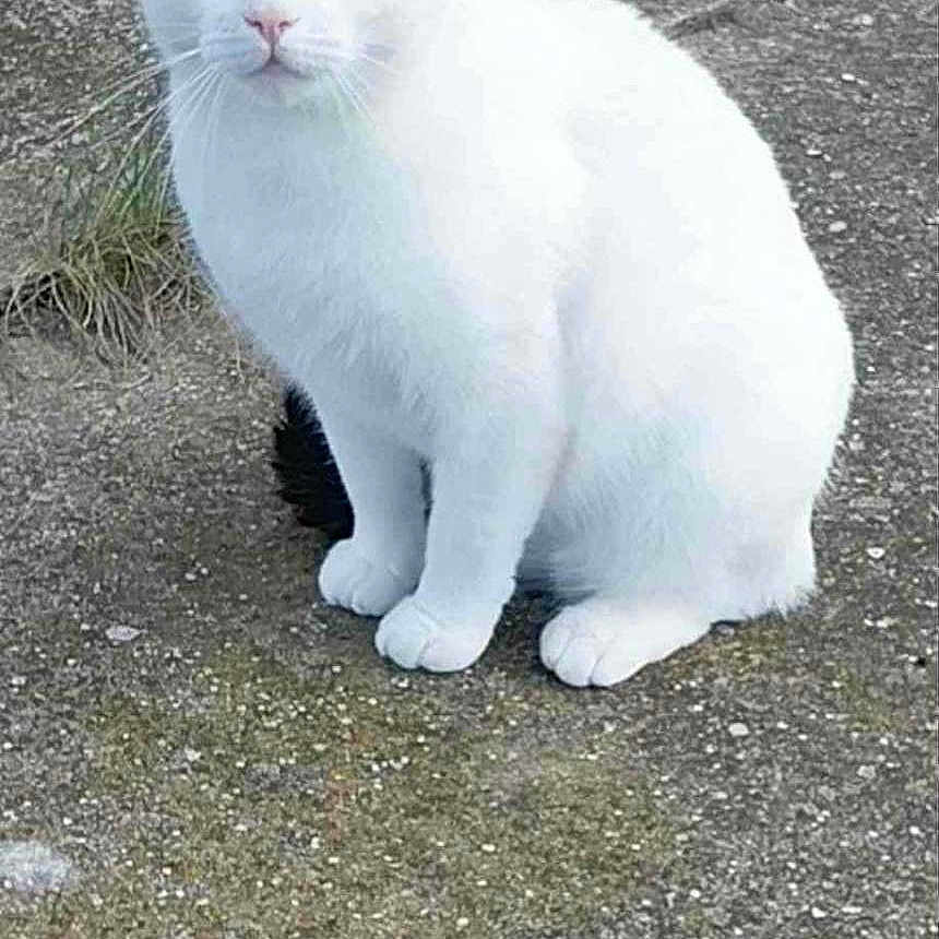 Daryl a rejoint le concours — aidez-le/la à gagner de superbes lots ! animal, black_patch, cat, concrete, curious, daylight, ears, feline, ground, nature, outdoor, pet, portrait, quiet, sitting, tail, texture, whiskers, white_cat, wooden_structure