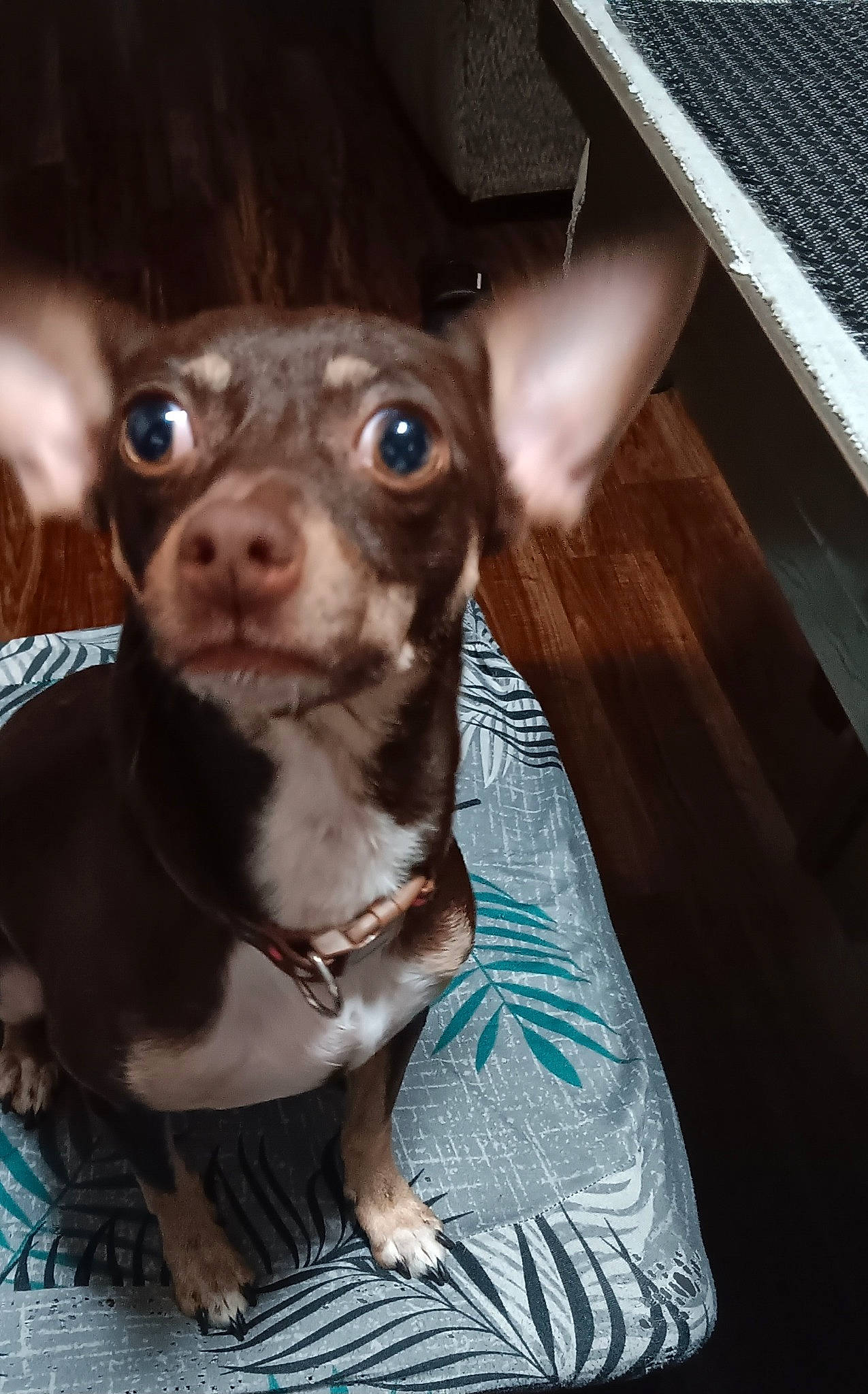 Hazel joined the competition — help win amazing prizes! canidae, carnivore, chihuahua, collar, companion_dog, dog, dog_breed, dog_collar, ear, fawn, fur, liver, non_sporting_group, russkiy_toy, snout, sporting_group, toy_dog, whiskers, wood, working_animal