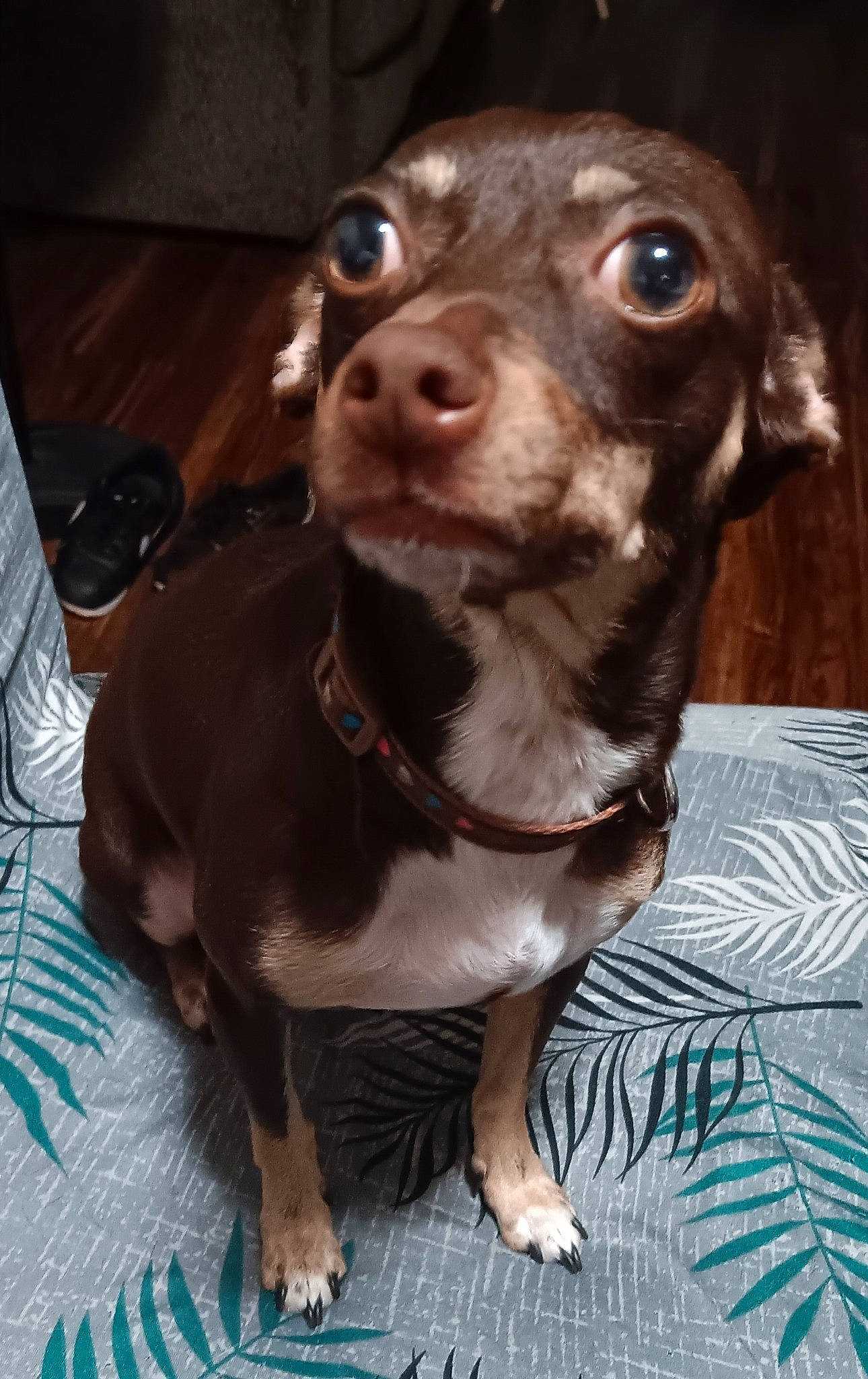 Hazel is registered to the contest to win money with this photo: canidae, carnivore, collar, companion_dog, dog, dog_breed, dog_collar, fawn, fur, guard_dog, gun_dog, hunting_dog, liver, metal, pet_supply, puppy, snout, sporting_group, whiskers, working_animal