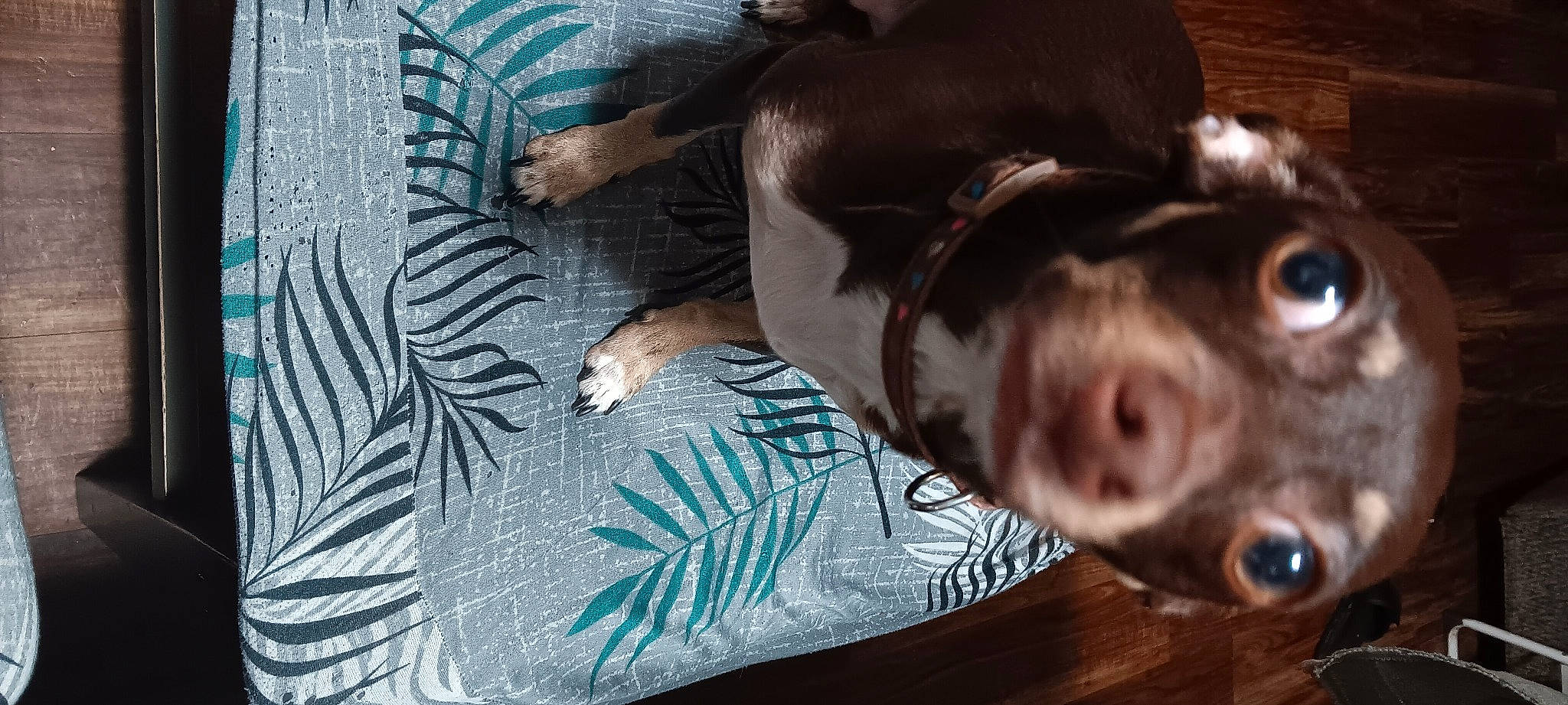 Hazel is registered to the contest to win money with this photo: art, canidae, carnivore, comfort, companion_dog, dog, dog_breed, electric_blue, fawn, fur, guard_dog, linens, liver, snout, sporting_group, tail, terrestrial_animal, whiskers, wing, working_animal