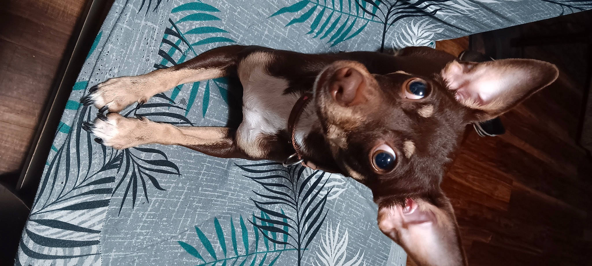 Hazel joined the competition — help win amazing prizes! canidae, carnivore, comfort, companion_dog, dog, dog_breed, ear, fawn, fur, guard_dog, liver, non_sporting_group, snout, sporting_group, whiskers, working_animal